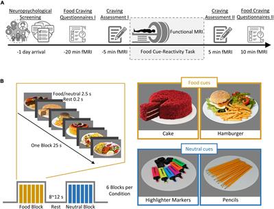 Task-Dependent Effective Connectivity of the Reward Network During Food Cue-Reactivity: A Dynamic Causal Modeling Investigation